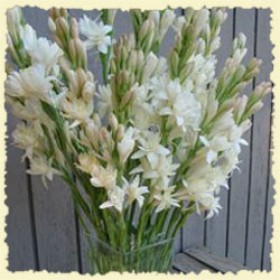 12 winter tuberoses with vase